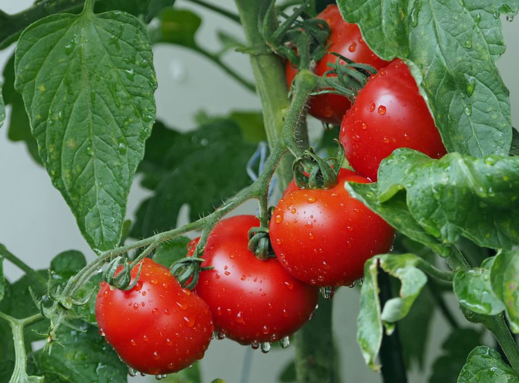 polskie pomidory na gałązce