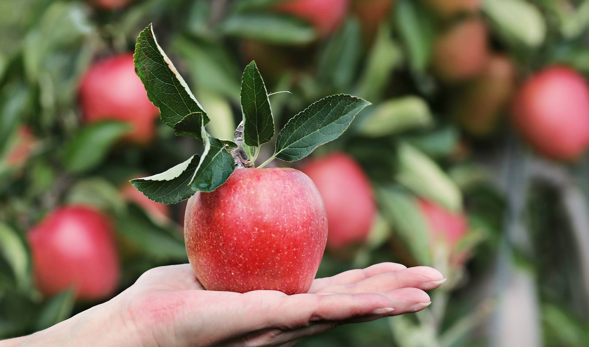 Jabłko – jestem pyszne i zero waste