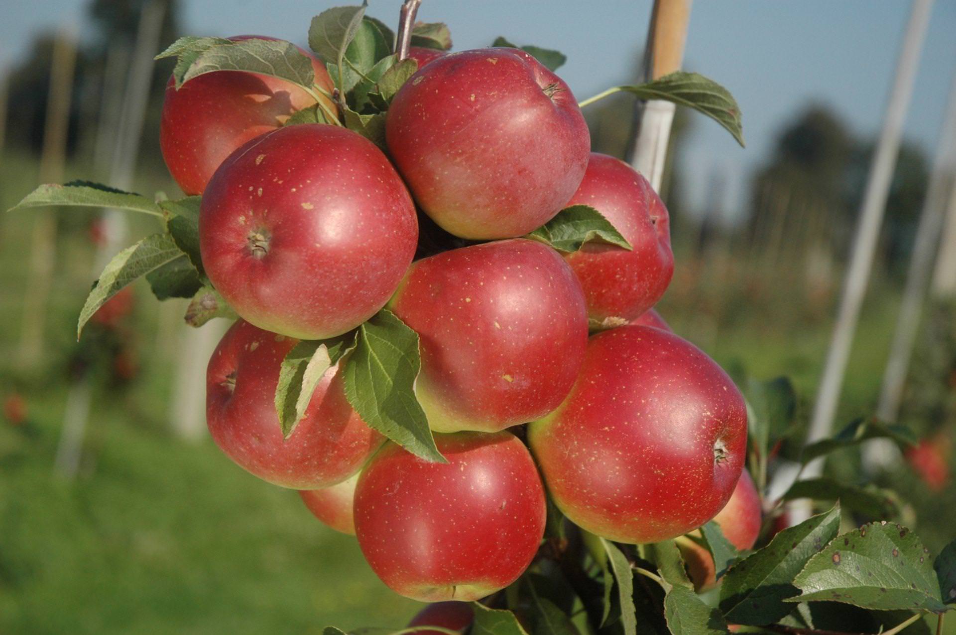 Czym charakteryzują się odmiany jabłek hodowli Instytutu Ogrodnictwa – dr inż. Mariusz Lewandowski