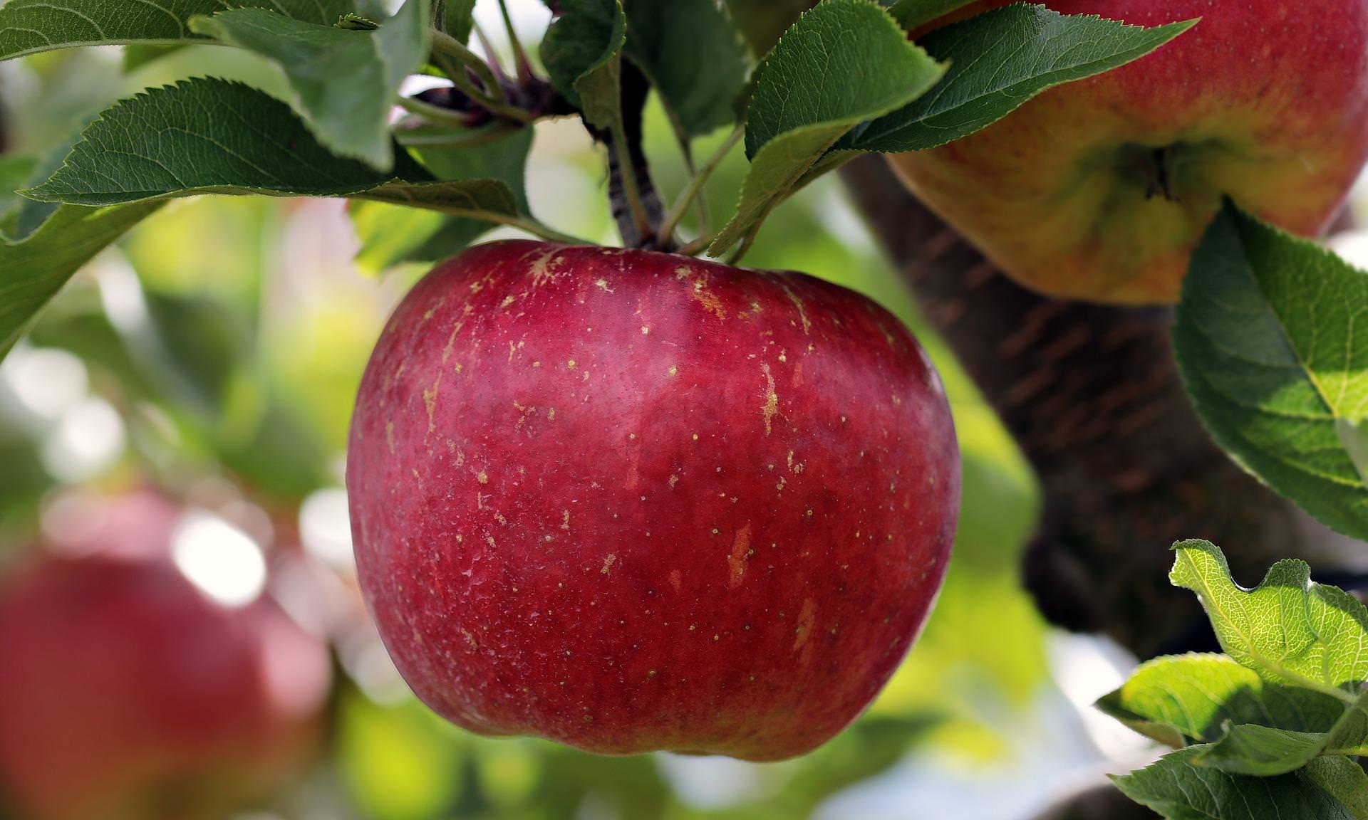Czego jeszcze nie wiesz o jabłkach – dr Justyna Bylinowska