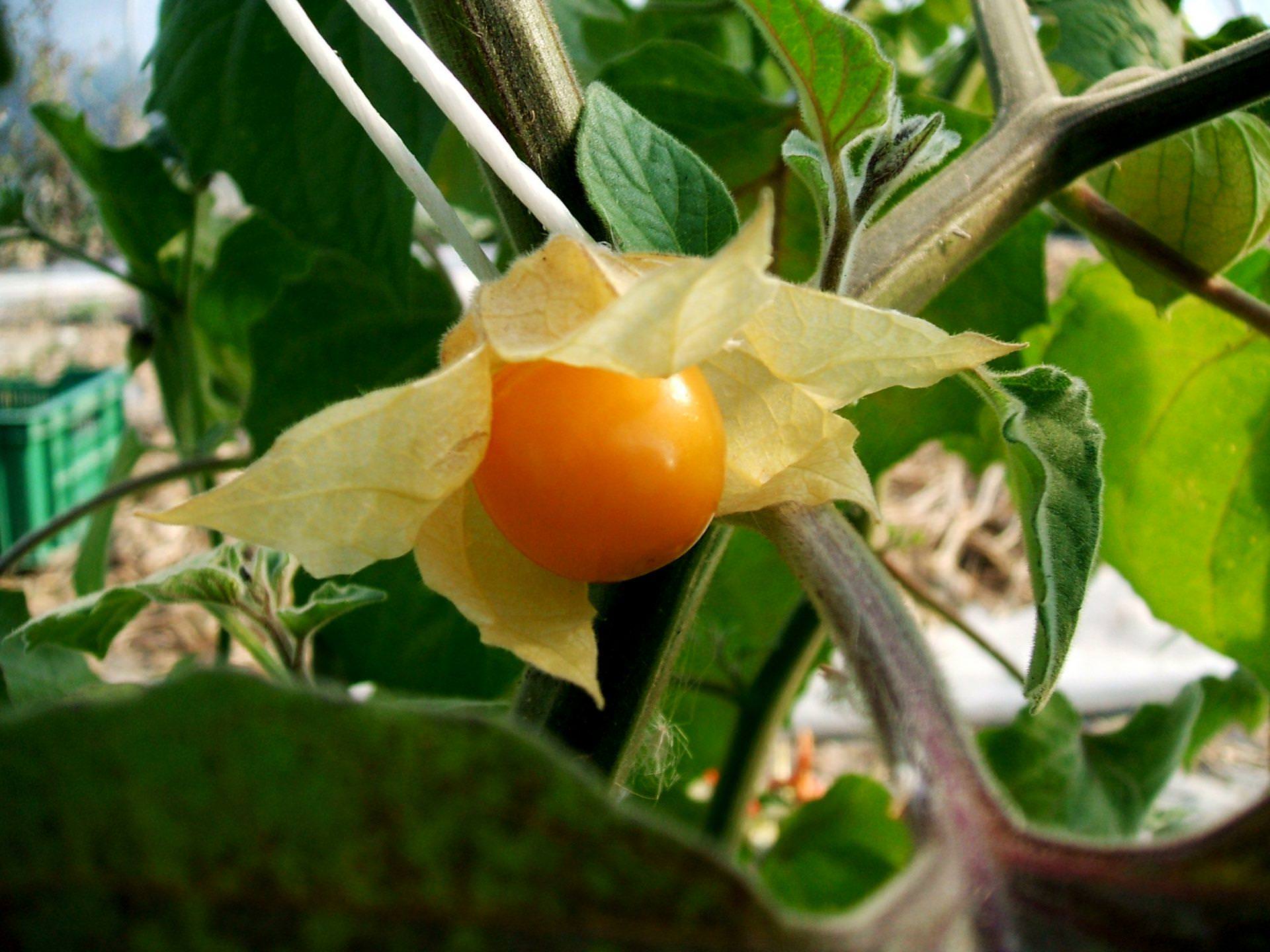 Owoc czy warzywo – egzotyczni kuzyni pomidora, inż. Agnieszka Długosz, Instytut Ogrodnictwa w Skierniewicach