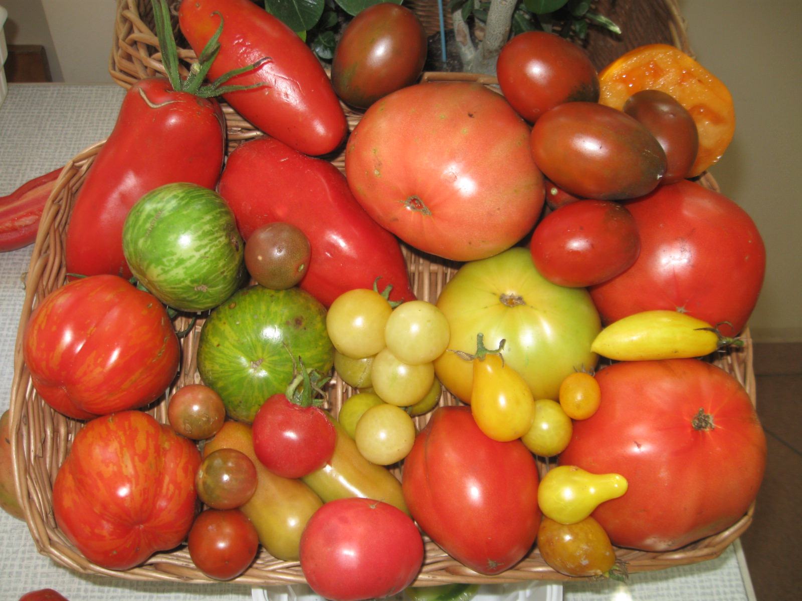 Pomidory, czy tylko czerwone?, Agnieszka Stępowska Instytut Ogrodnictwa w Skierniewicach