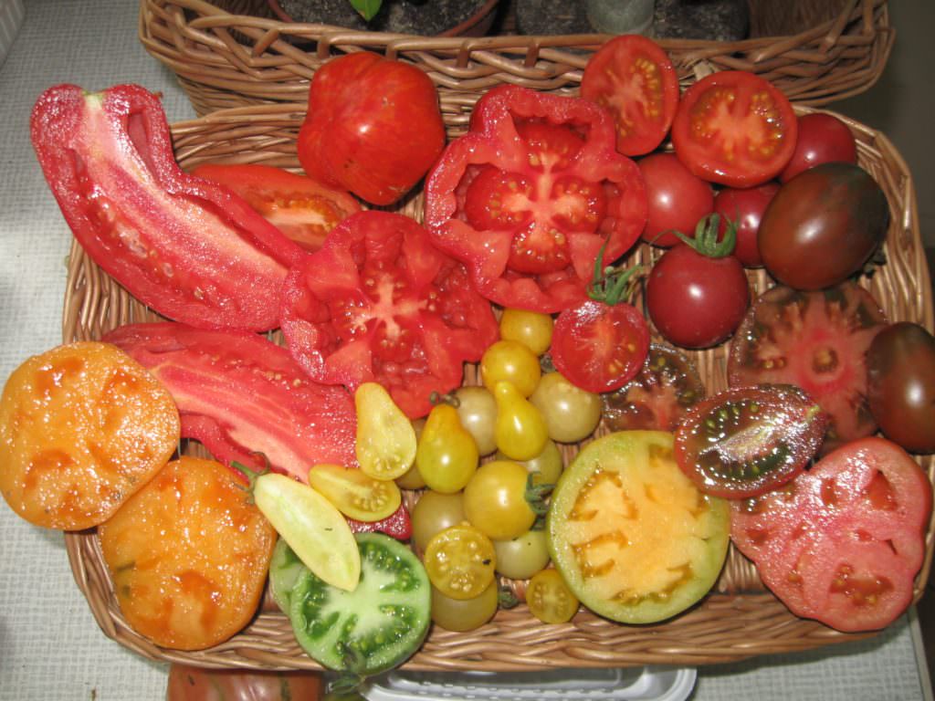 Czerwone, żółte, a nawet brązowe, pełne smaku i aromatu – takie są właśnie polskie pomidory