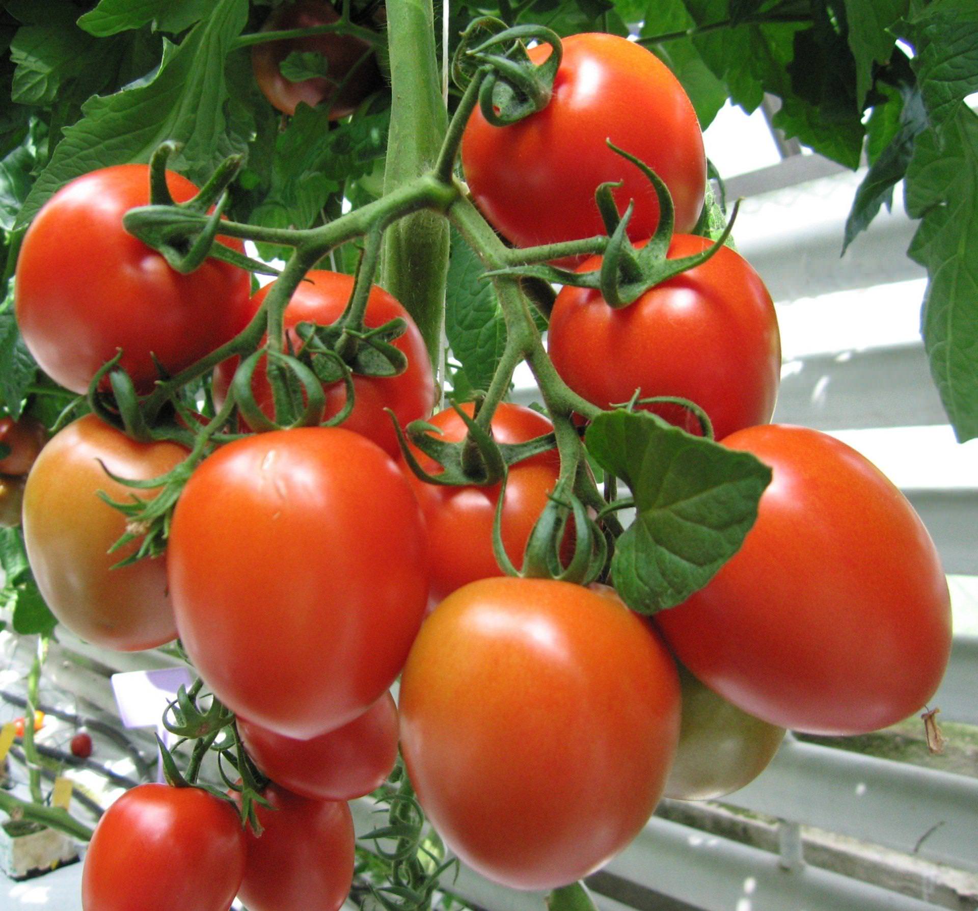Pomidor – czerwone złoto – Dr Urszula Kłosińska, Instytut Ogrodnictwa w Skierniewicach