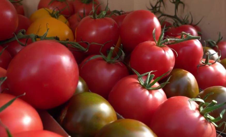 Moc Polskich Warzyw – Pomidory